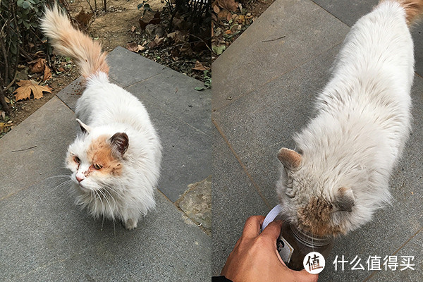 ▲17 个别猫咪饥饿战胜恐惧，大胆靠近吃猫粮。@16年1月