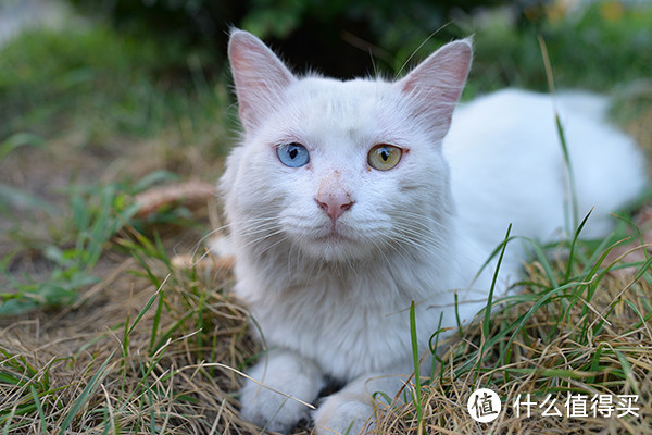 ▲19 小区门口的猫咪，漂亮的鸳鸯眼。@14年7月