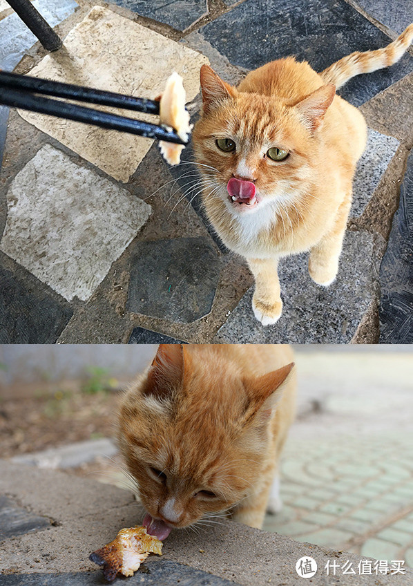 ▲26 十三陵水库，蹭了我半条虹鳟鱼的猫。@16年5月