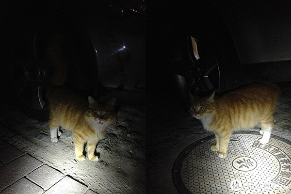 雨夜梦回,与众多流浪猫的无奈邂逅——解梦之旅 雨夜梦回,与众多流浪猫的无奈邂逅——解梦之旅