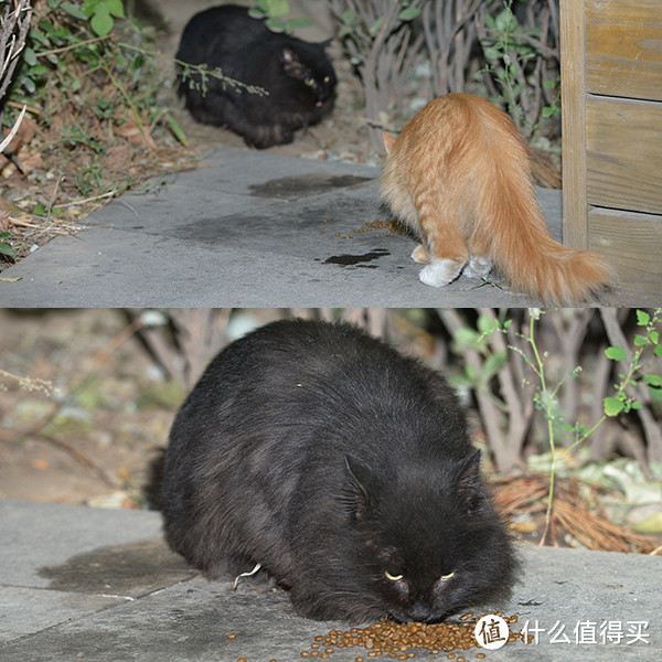 ▲46 小黄胆小，遇到大黑抢食就赶紧躲开。@151020