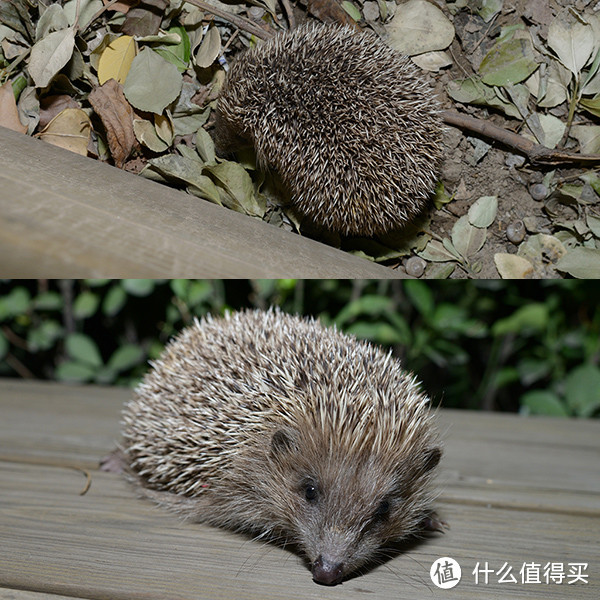 ▲49 找小黄时遇到的刺猬。@151026