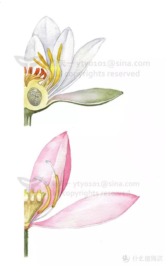 白睡莲（上）及莲（下）花朵剖面，可见二者花托之不同。余天一绘
