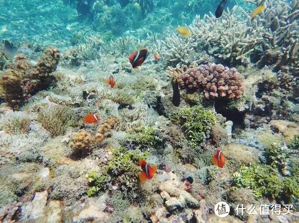 去年的奥林巴斯TG3—海底珊瑚