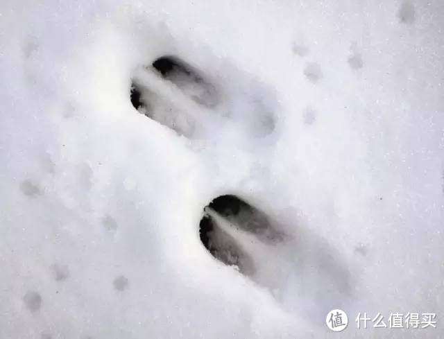 狍子在雪地中留下的脚印。图片：wiki