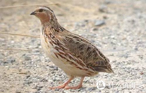 日本鹌鹑公鸟。图片：birds-extremadura.blogspot. co.nz