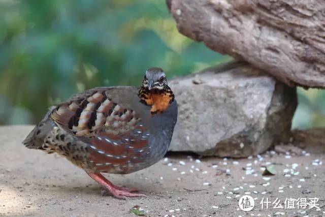 红喉山鹧鸪（Arborophila rufogularis）。图片：igoterra