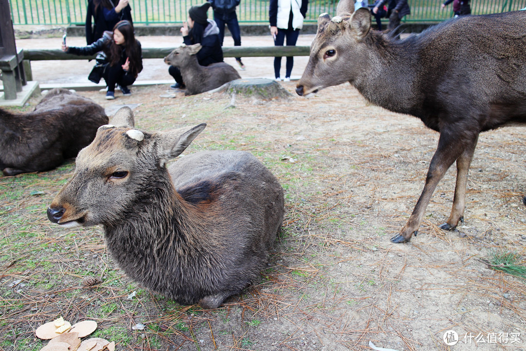 奈良的鹿，附公共温泉泡汤礼仪