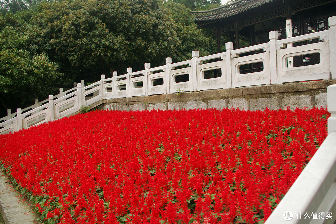 印象-扬州：桂蕊花开九里香