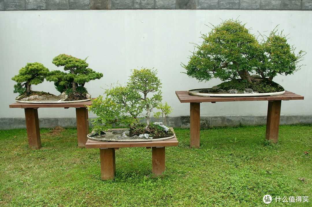 印象-扬州：桂蕊花开九里香