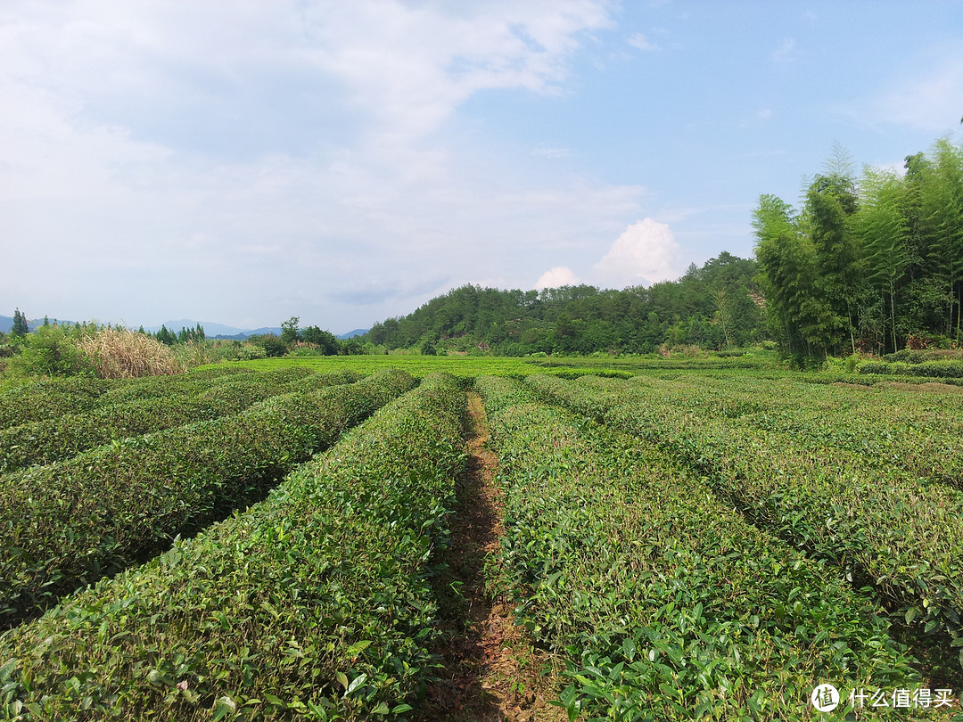 茶叶品牌推荐&茶叶店那些事