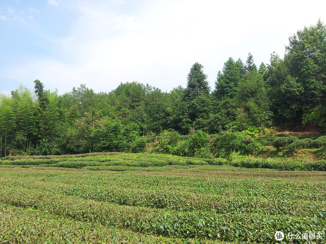 茶叶品牌推荐&茶叶店那些事