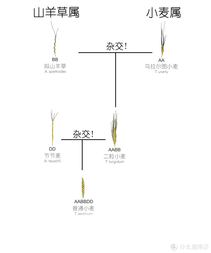 从一个骗金币的角度说说转基因