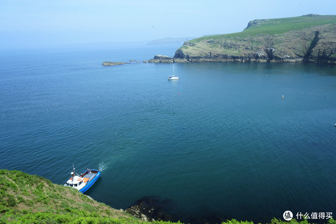 呆萌善知鸟——英国威尔士Skmoer Island，不一样的旅途