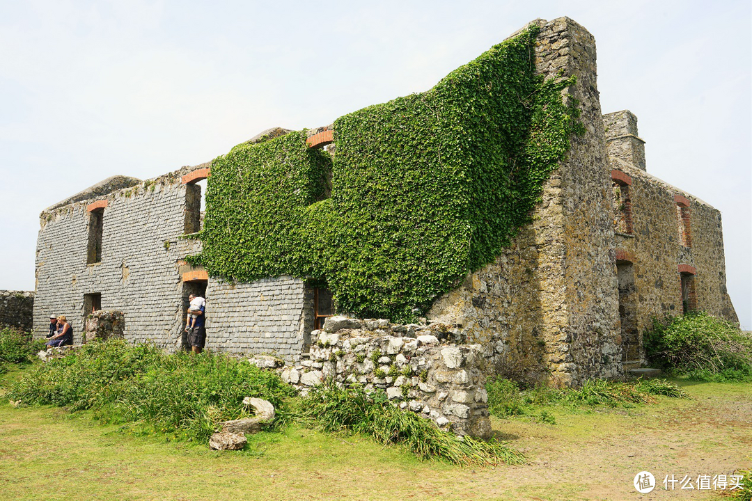 呆萌善知鸟——英国威尔士Skmoer Island，不一样的旅途