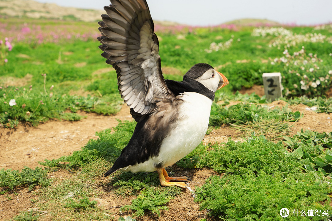 呆萌善知鸟——英国威尔士Skmoer Island，不一样的旅途