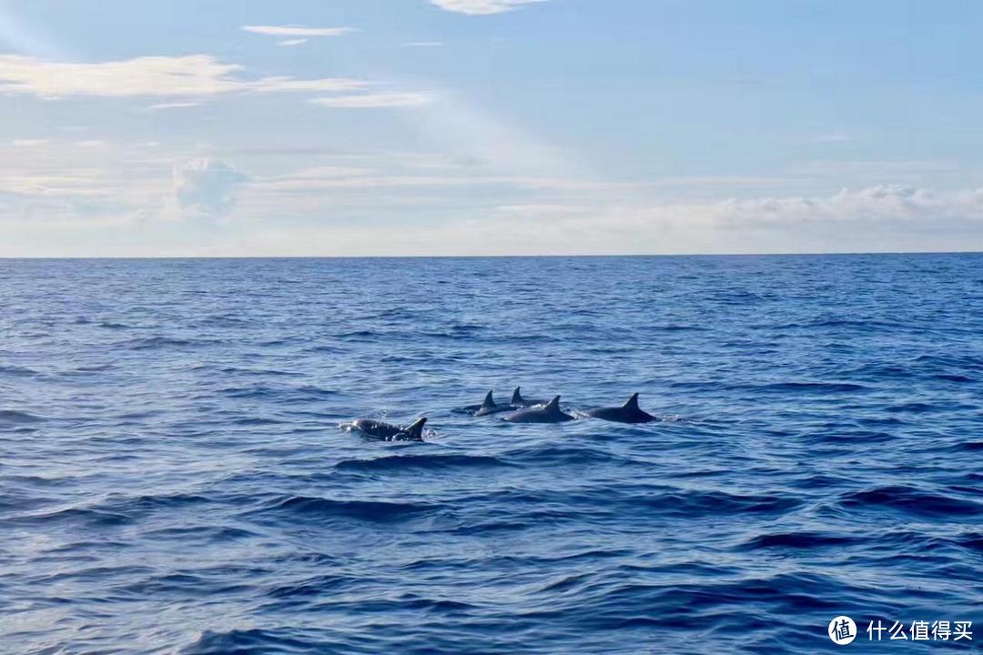 海龟与大海