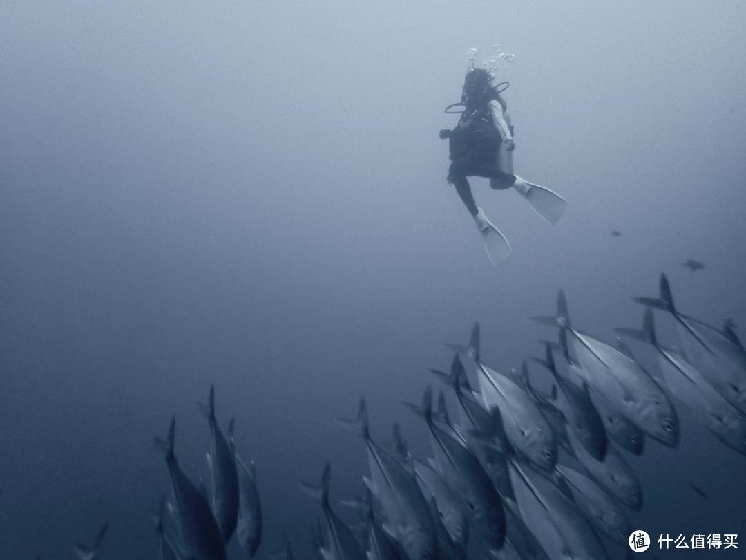 海龟与大海