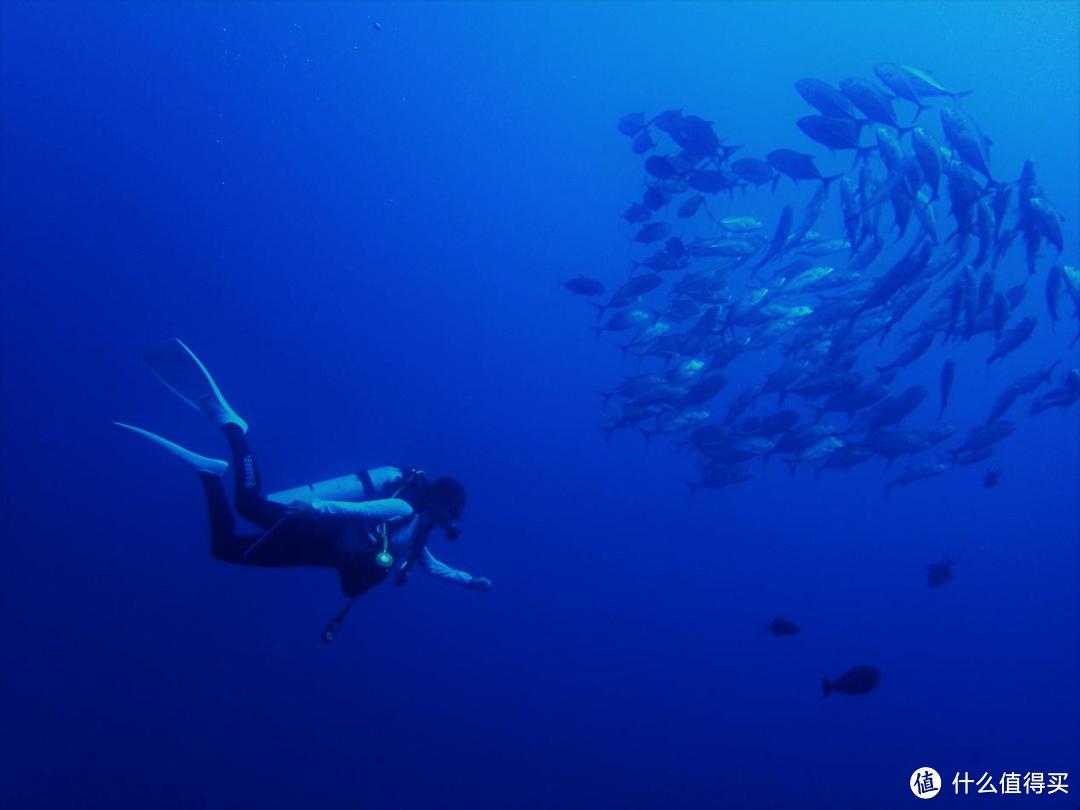 海龟与大海