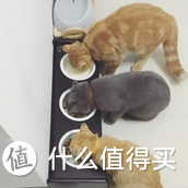 忽然超级想养猫之极速筹备指南