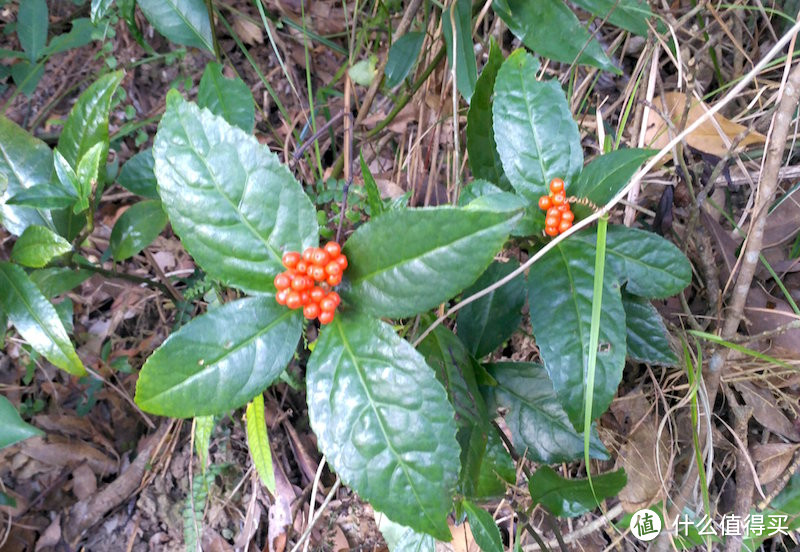 风景绝佳的行山径——麦理浩径