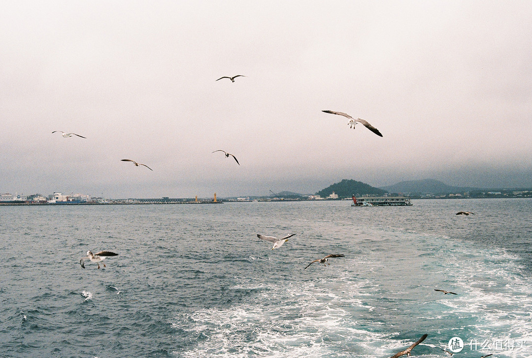 济州岛到牛岛的海鸥