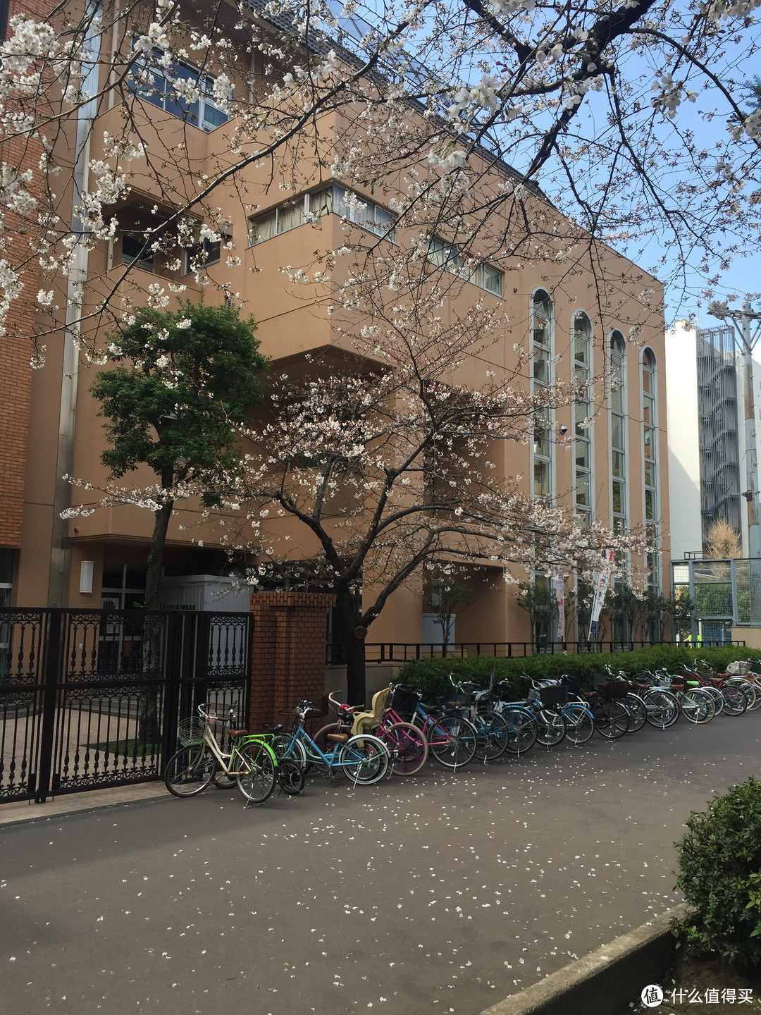 东京夜樱，筑地高达