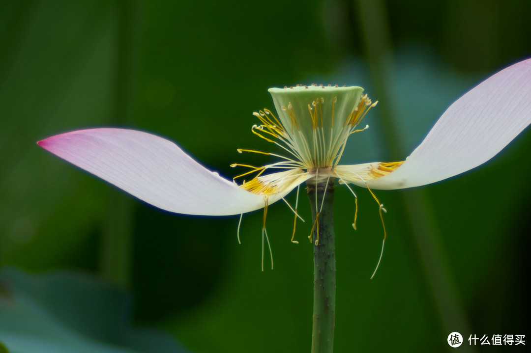 铁观音大炮Rodenstock Rotelar 400mm F6