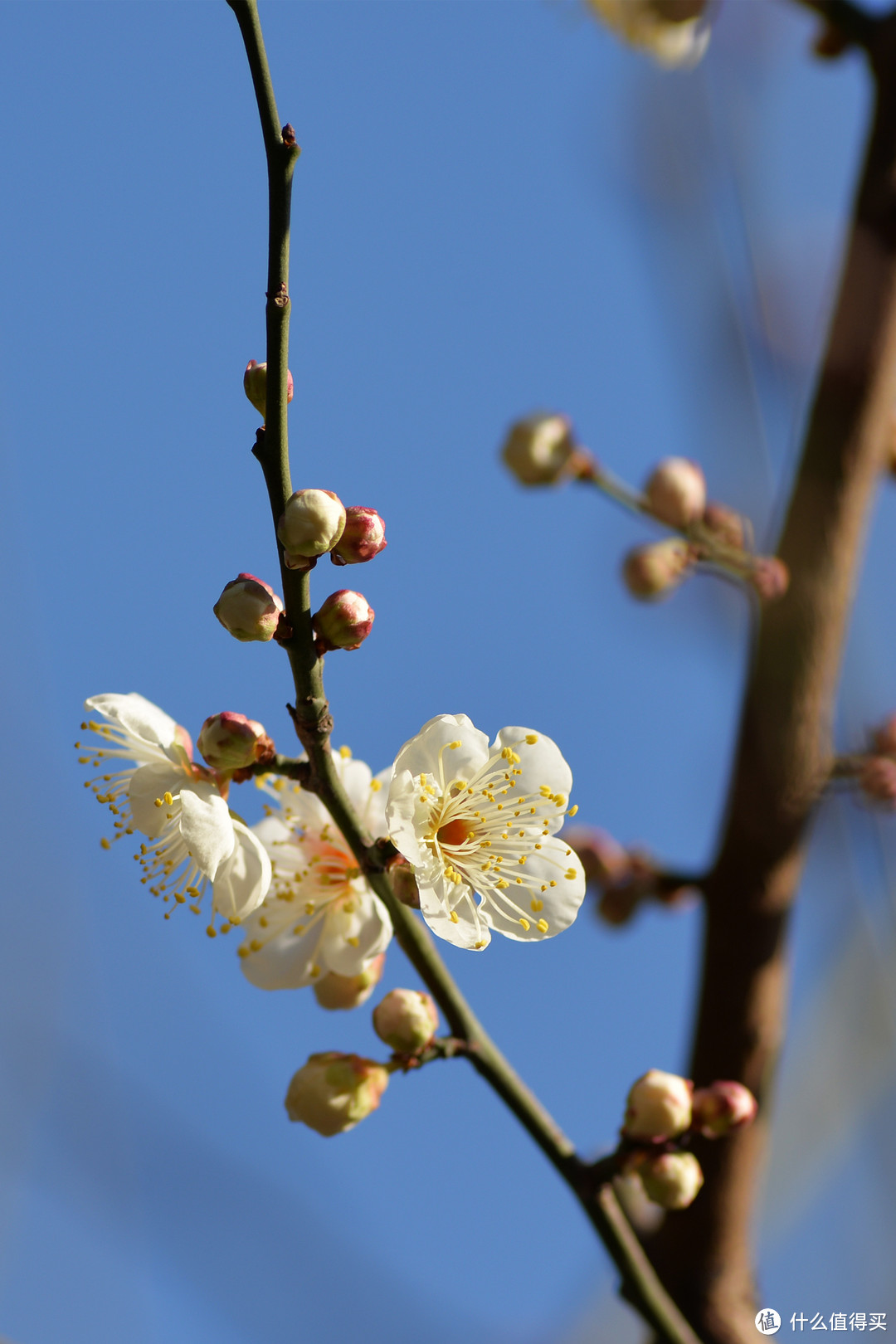 #本站首晒# 摄影的路上你总要有一只180：AF NIKKOR 180mm1：2.8长焦镜头