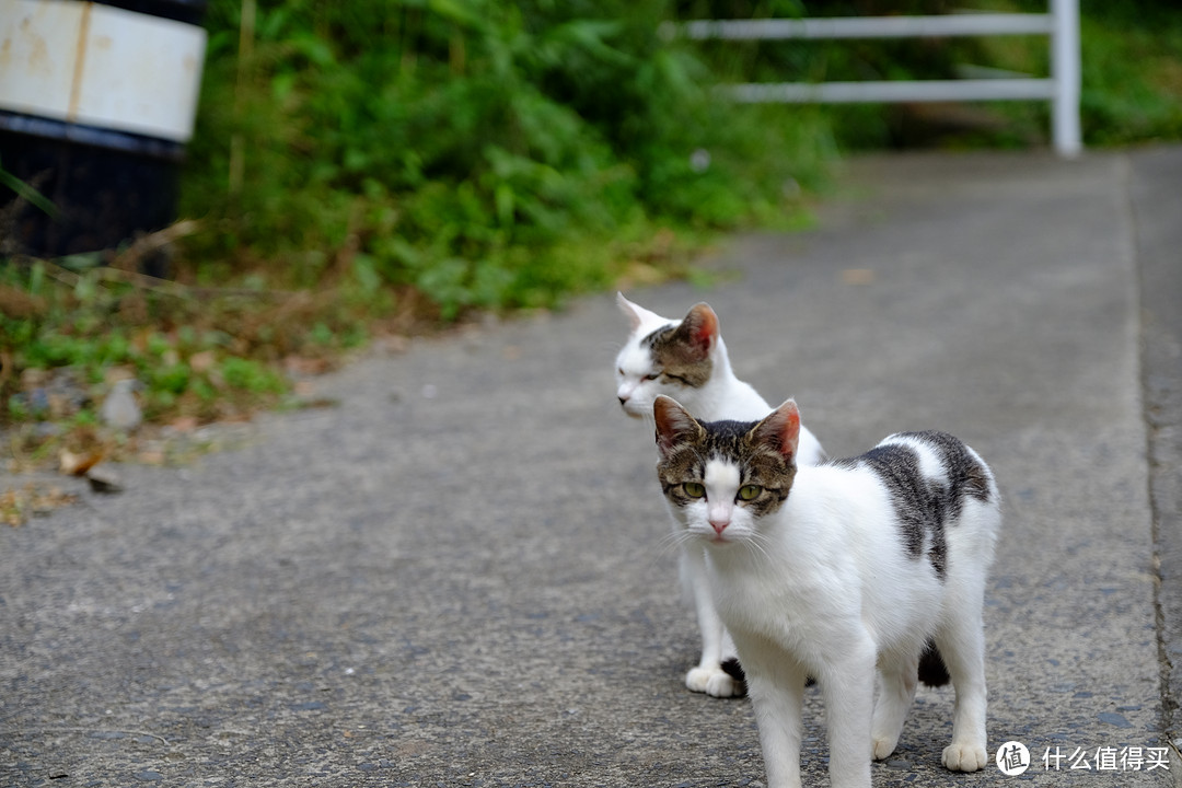 仙台、猫岛篇，一起来撸猫吧