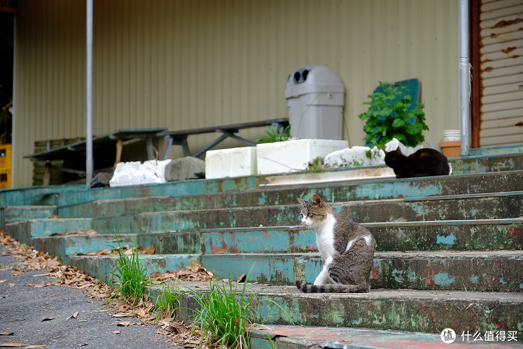 仙台、猫岛篇，一起来撸猫吧