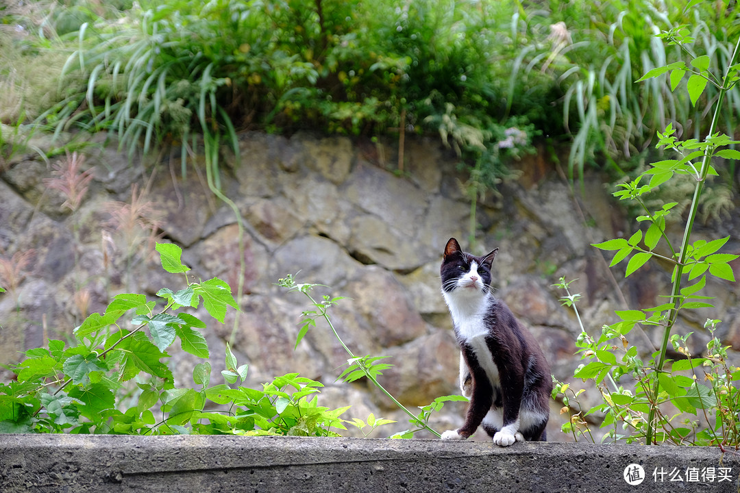 仙台、猫岛篇，一起来撸猫吧