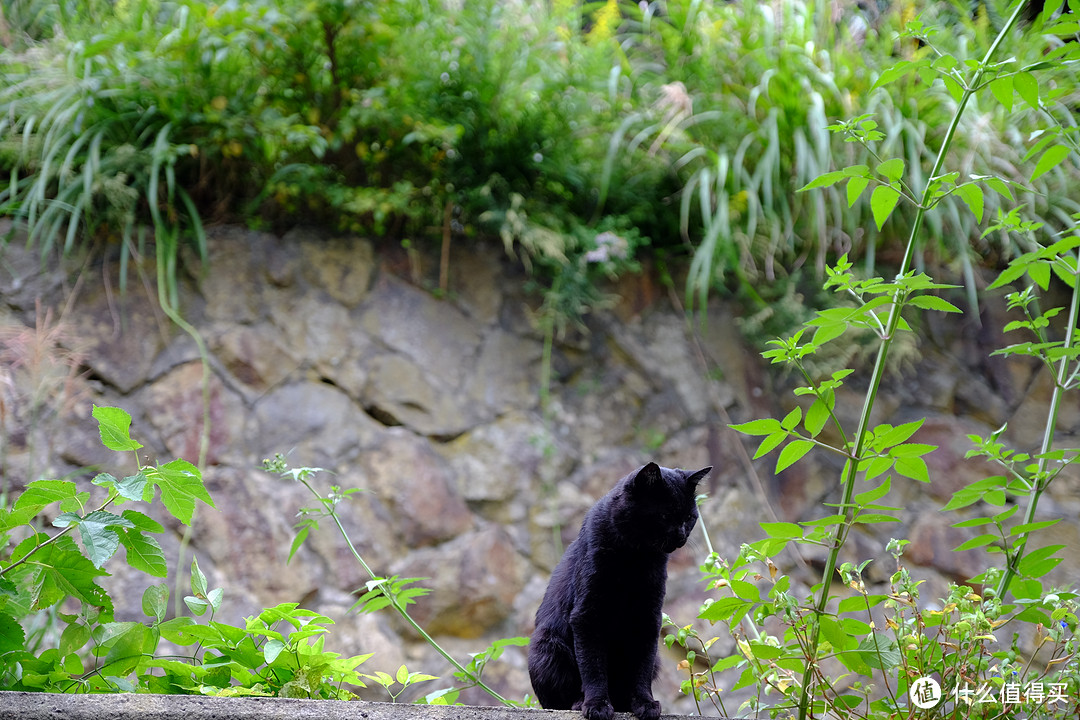 仙台、猫岛篇，一起来撸猫吧