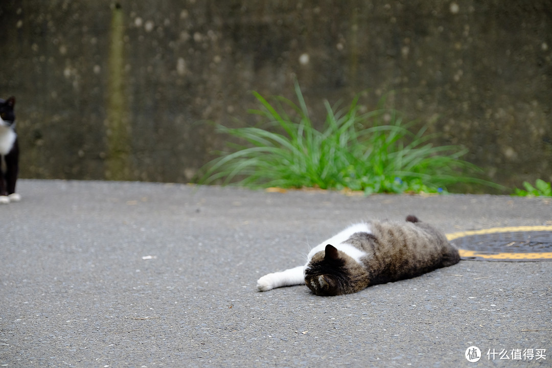 随处可见悠闲的猫咪，毫不怕人