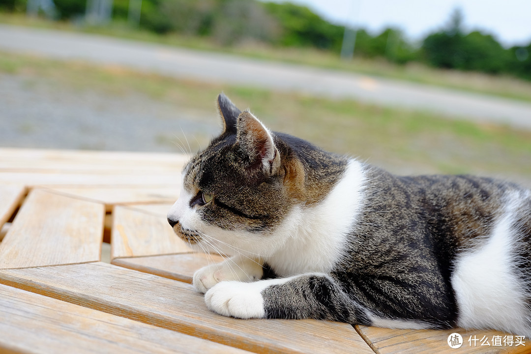 仙台、猫岛篇，一起来撸猫吧