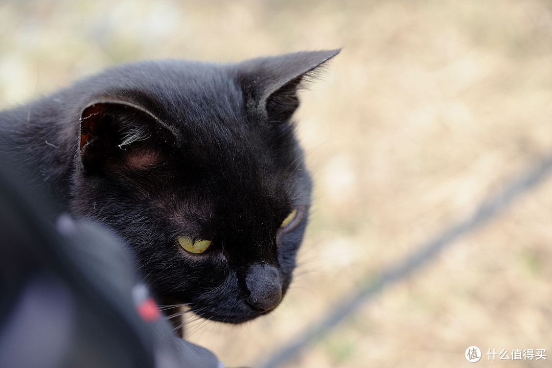 仙台、猫岛篇，一起来撸猫吧