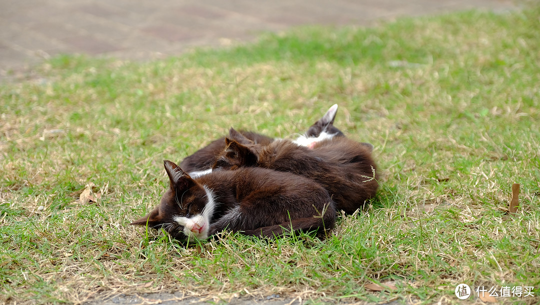 小猫凑在一起取暖