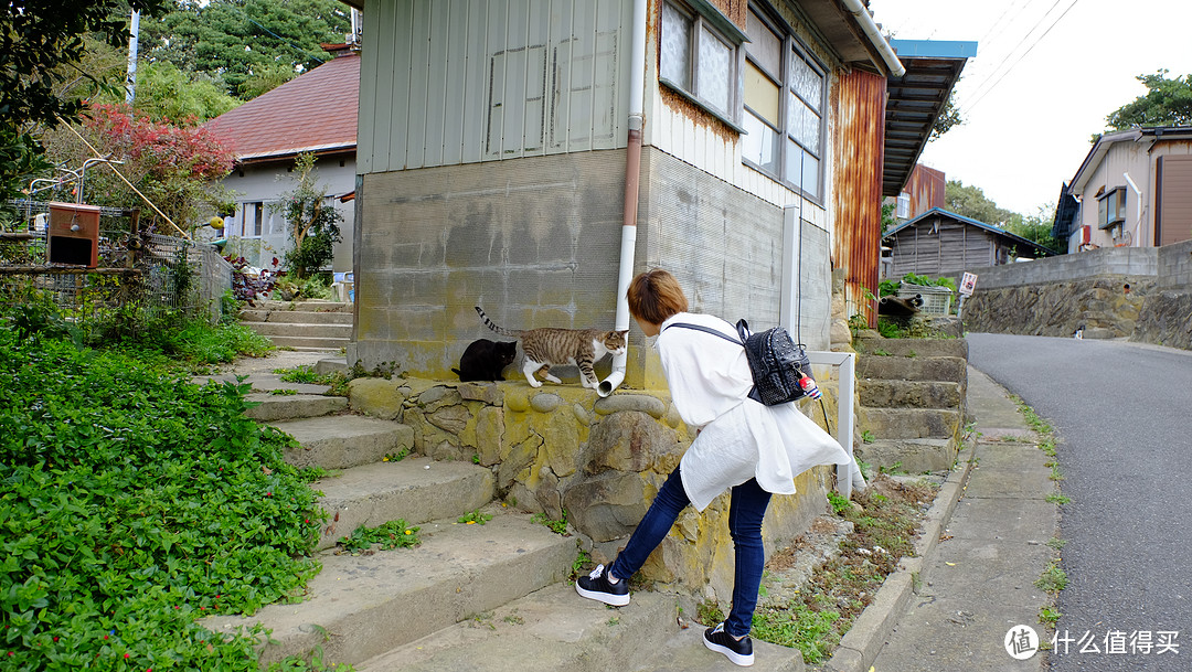 仙台、猫岛篇，一起来撸猫吧