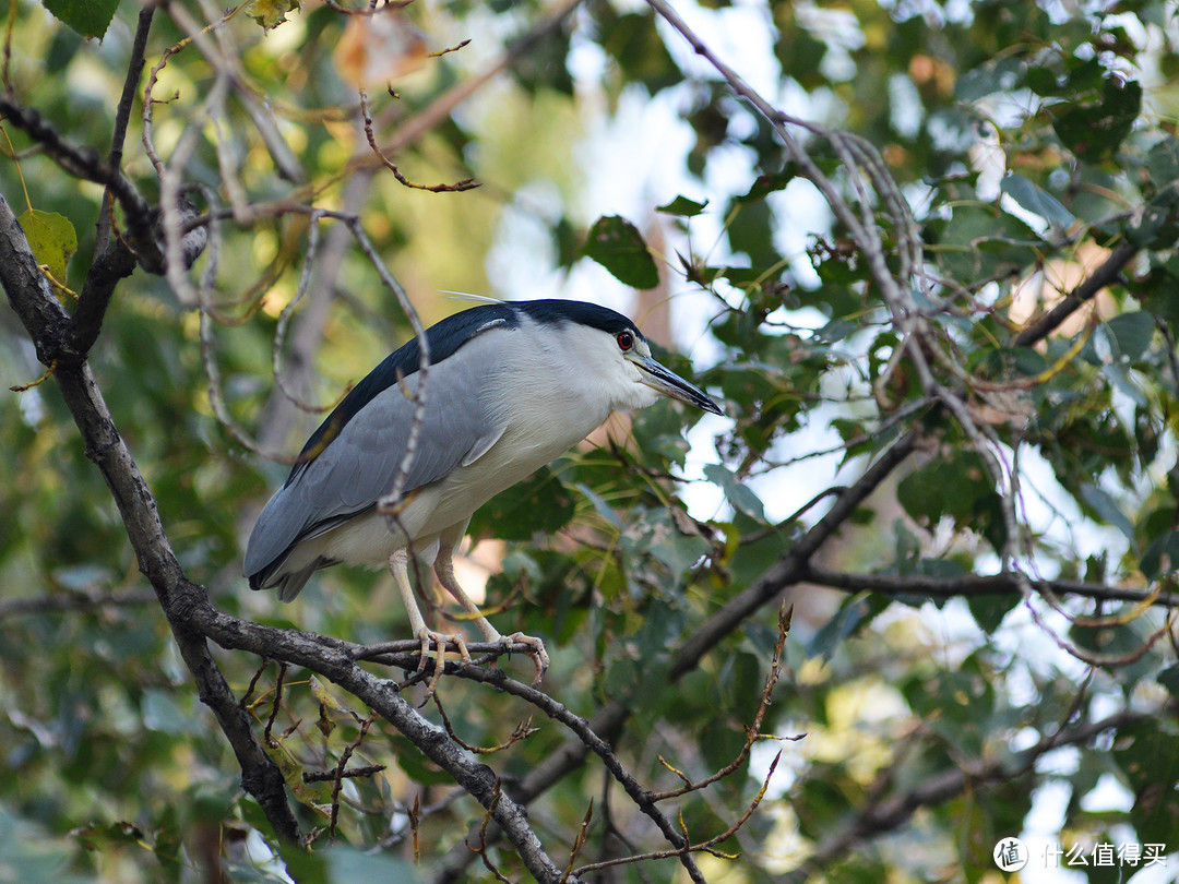 #本站首晒# 摄影的路上你总要有一只180：AF NIKKOR 180mm1：2.8长焦镜头