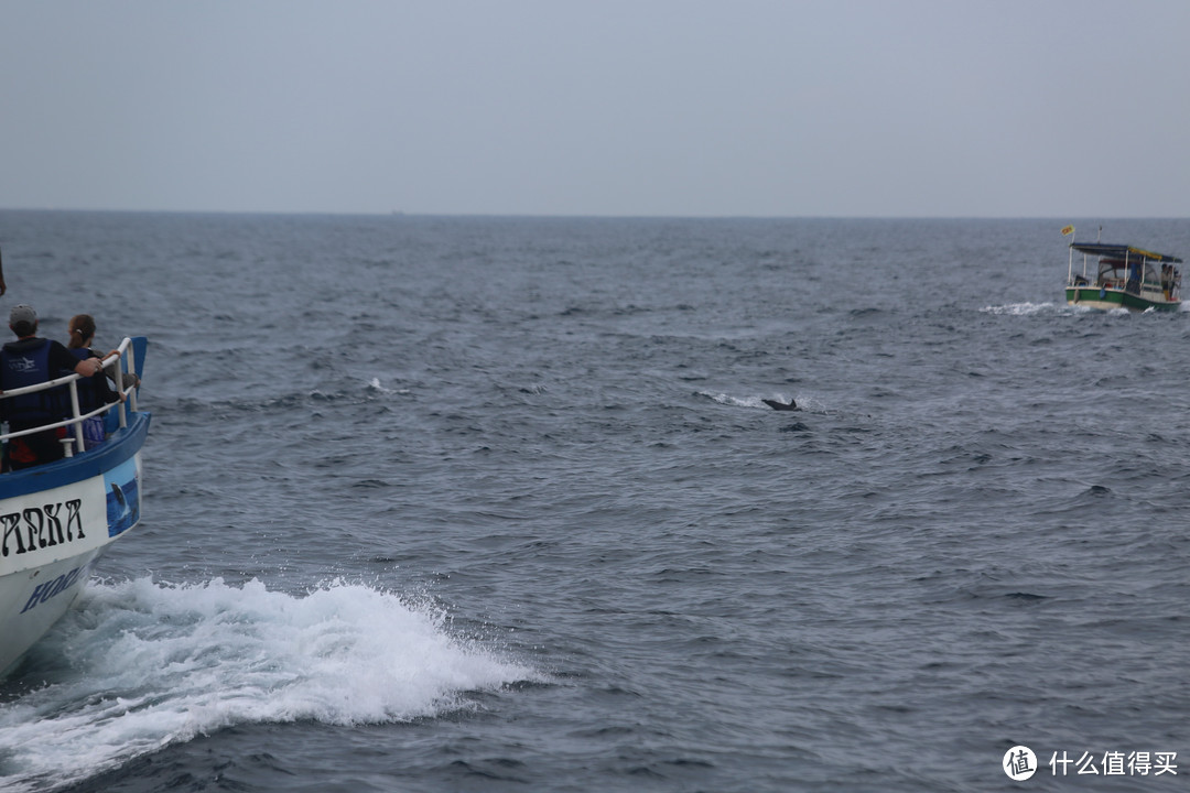 出海观鲸——美瑞莎的绝佳体验