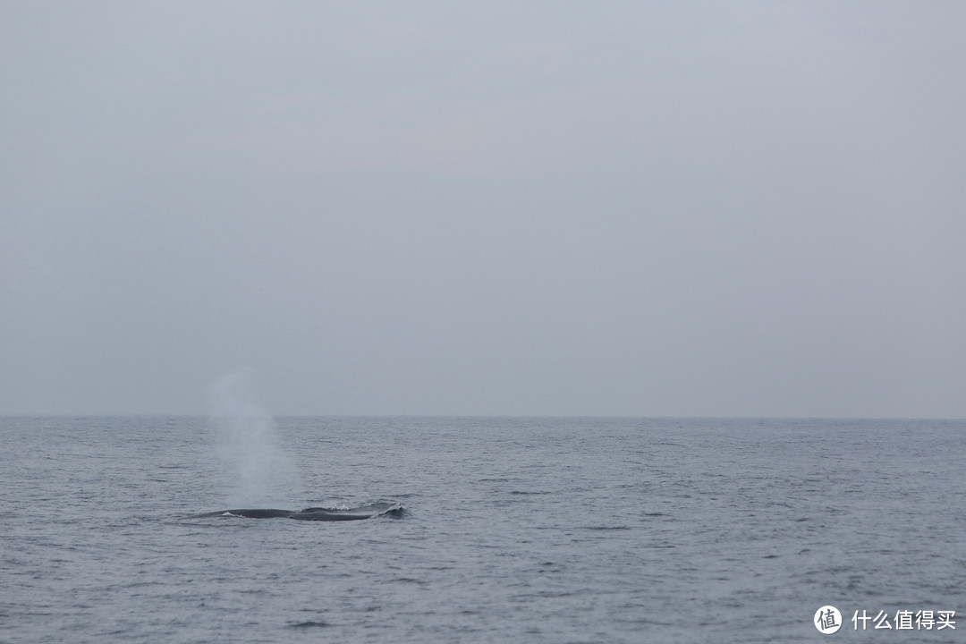 出海观鲸——美瑞莎的绝佳体验