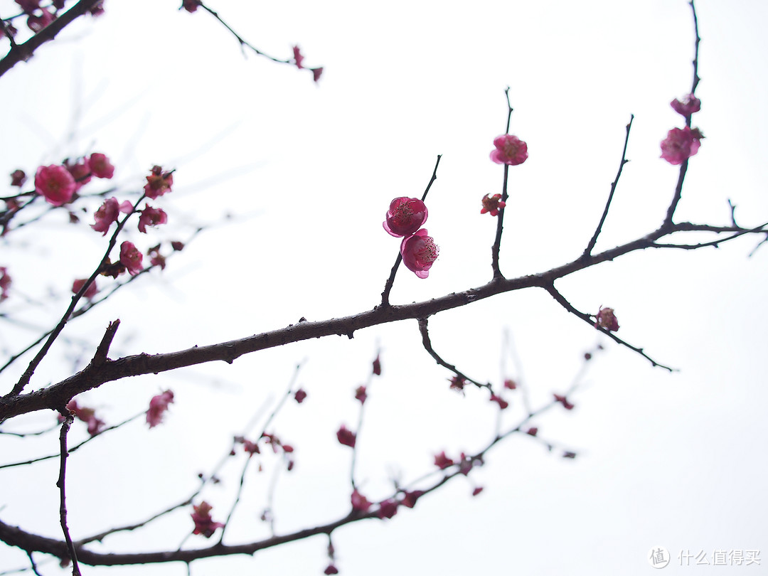 直出图片exif：F2.8，1/2500S，ISO-400，曝光+3EV