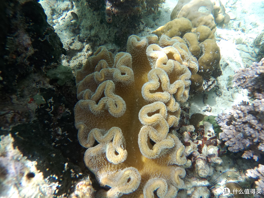 ▲像大贝壳一样的珊瑚