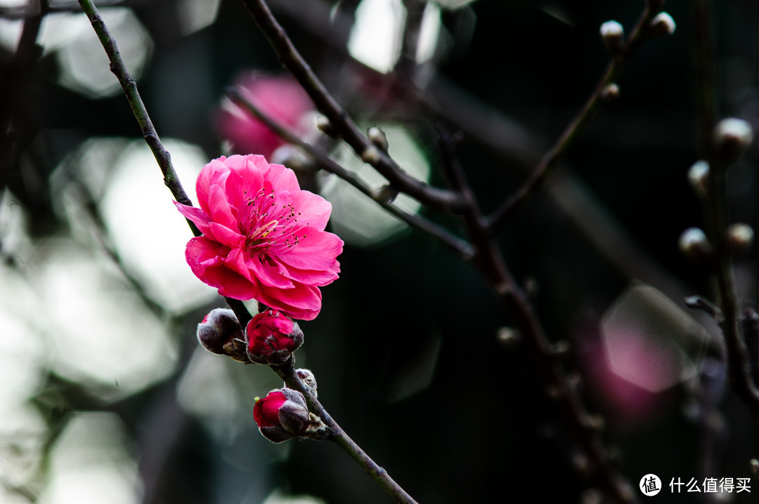 从发烧到退烧，始终坚持大法阵营 — 学拍照的这些年