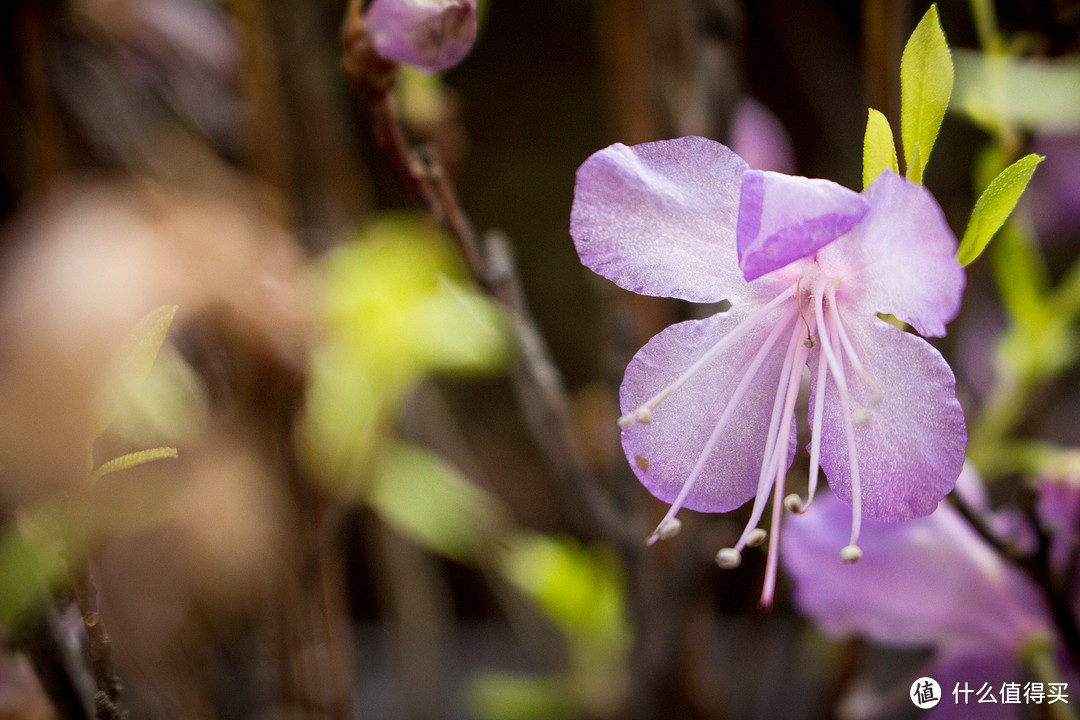 ↑  佳能100D  焦距55mm  光圈5.6  ISO400 