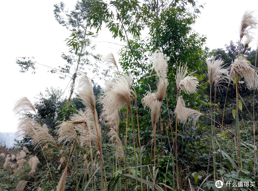 很魅族，不魅族——魅蓝 Note5雾天全家爬山随拍