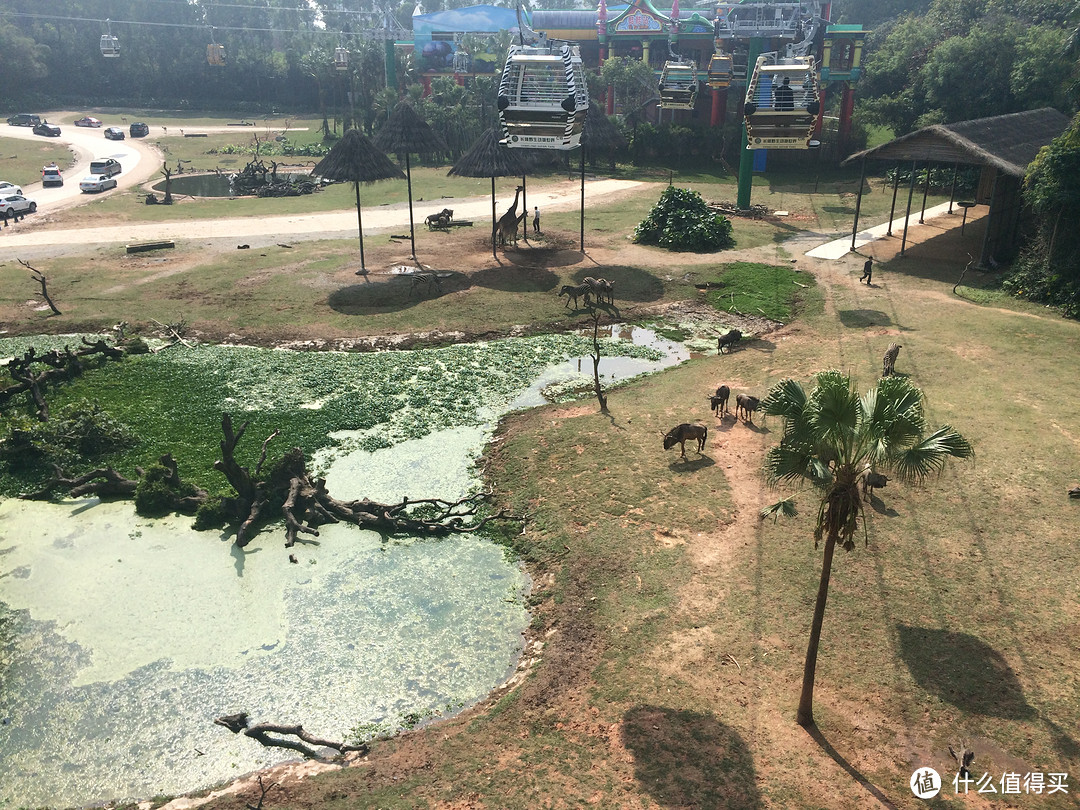 上帝的视觉：广州长隆动物园空中缆车“搭对线了吗？”
