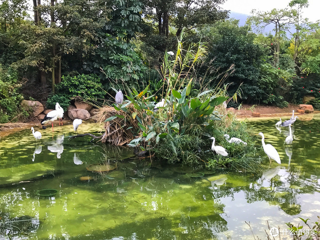 人看动物还是动物看人？记长隆海洋王国一日游（流量党慎入）