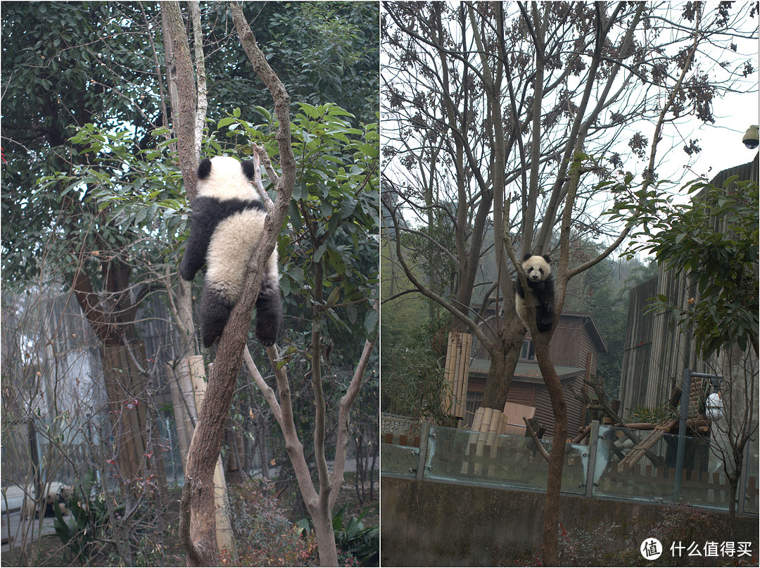 成都周边之玩乐（游都江堰、青城山、乐山大佛、熊猫基地）