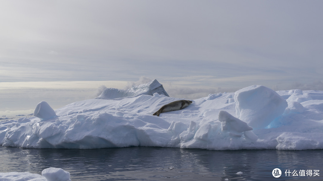 在冰山上晒太阳的海豹